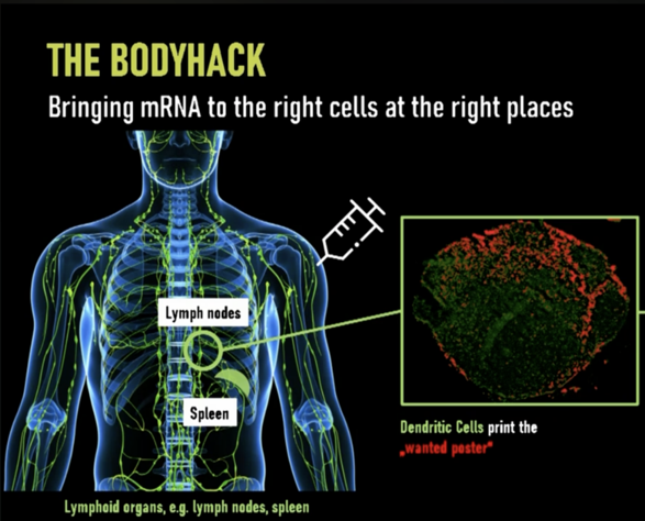 Experts Weigh In: mRNA Spike & LNPs Invade Entire Body, Stop Jabs Now