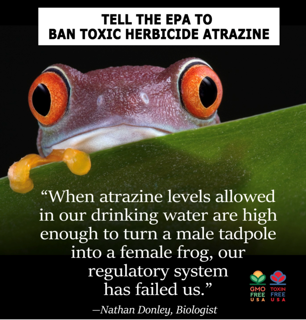 Gender Dysphoria: Why Isn't Big Government Talking About Atrazine?