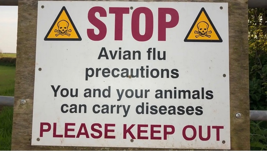 The "Holy Grail" of Influenza Research: Engineer Bird Flu to Pass Effortlessly Between Mammals - The HighWire