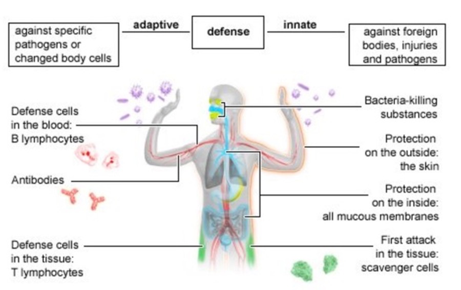 Greed and The Destruction of Our Immune System - The HighWire