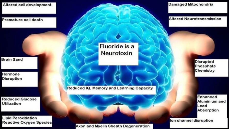 Fluoride is a Neurotoxin: Brain Health of Our Children at Risk - The HighWire