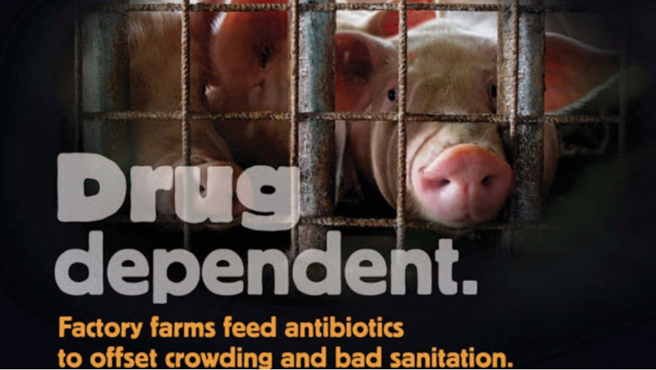 Overuse of Antibiotics in US Livestock Fuels Antimicrobial Resistance - The HighWire