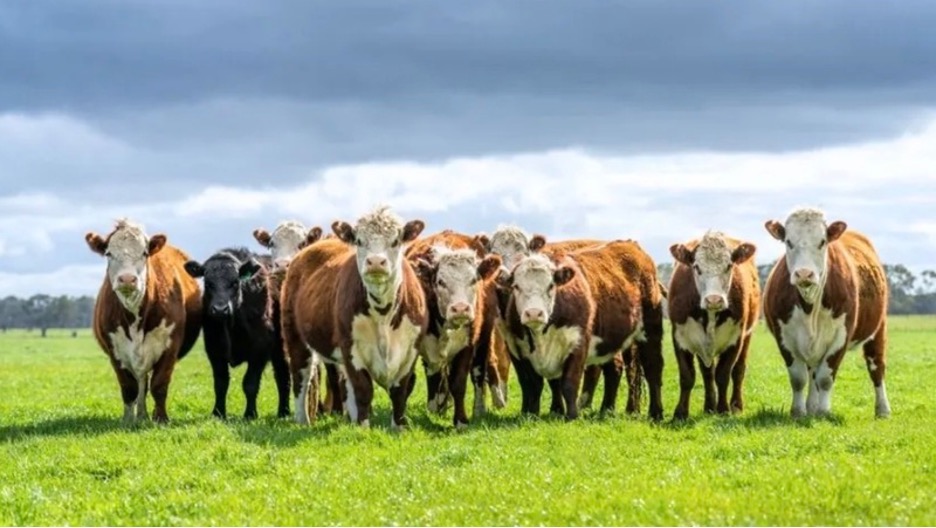 Regenerative Cattle Farming Reduces Carbon Emissions and Heals the Soil - The HighWire