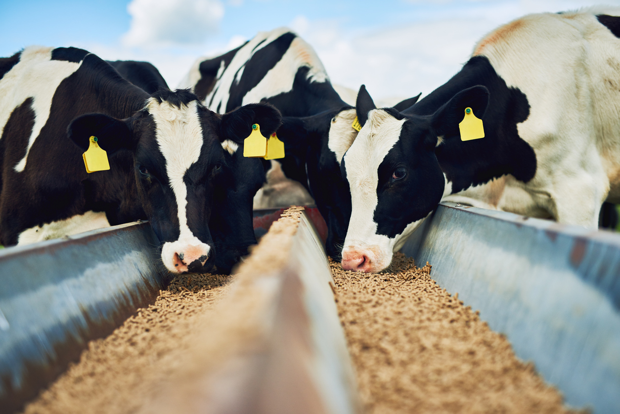 Usda Mandates H N Raw Milk Testing Livestock Surveillance And