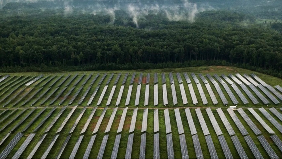 States are Destroying Forests and Killing Wildlife to Build Solar Farms - The HighWire