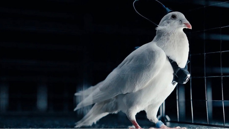 Sky Spies With Feathers - The HighWire