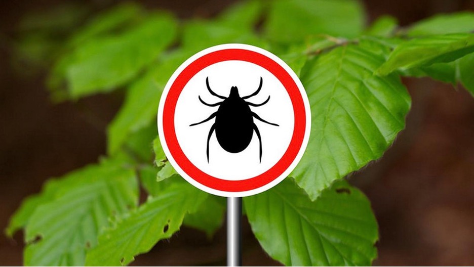 Tick Tock: Inside Pfizer's Bid to Vaccinate Against Lyme - The HighWire