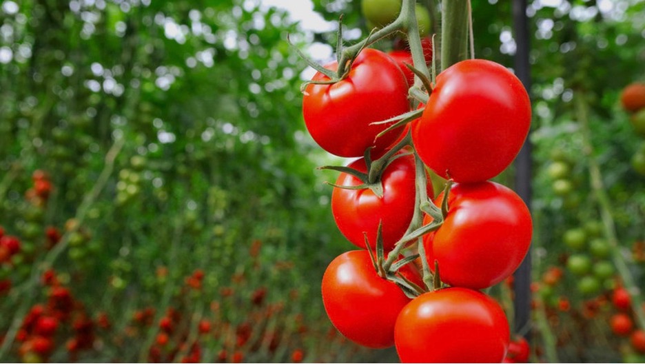 Unproven in the Field: Terrana's RNA "Plant Vaccines" Deserve Serious Scrutiny - The HighWire