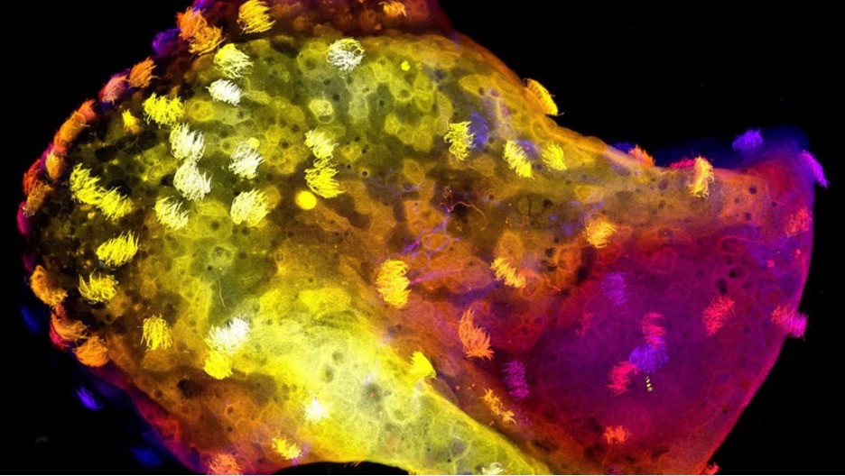 Harvard Built It. DARPA Paid For It. Nobody Governs It. - The HighWire