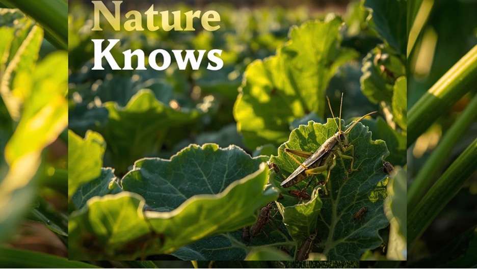 Toxic by Design: America's Agricultural Crisis and the Promising Homeopathic Solution - The HighWire