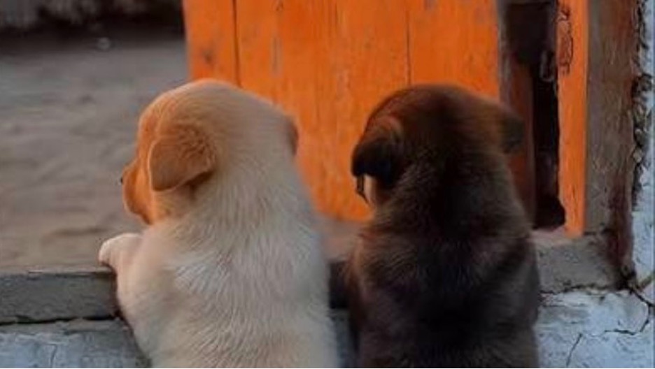 The Puppy Mill Industrial Complex - The HighWire