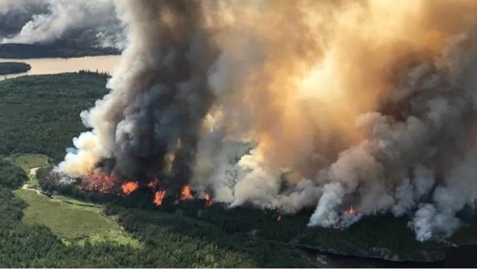 Glyphosate Forests - Engineered to Burn - The HighWire